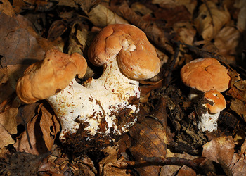 Semmelstoppelpilz (Hydnum repandum) - © Heinz Prelicz